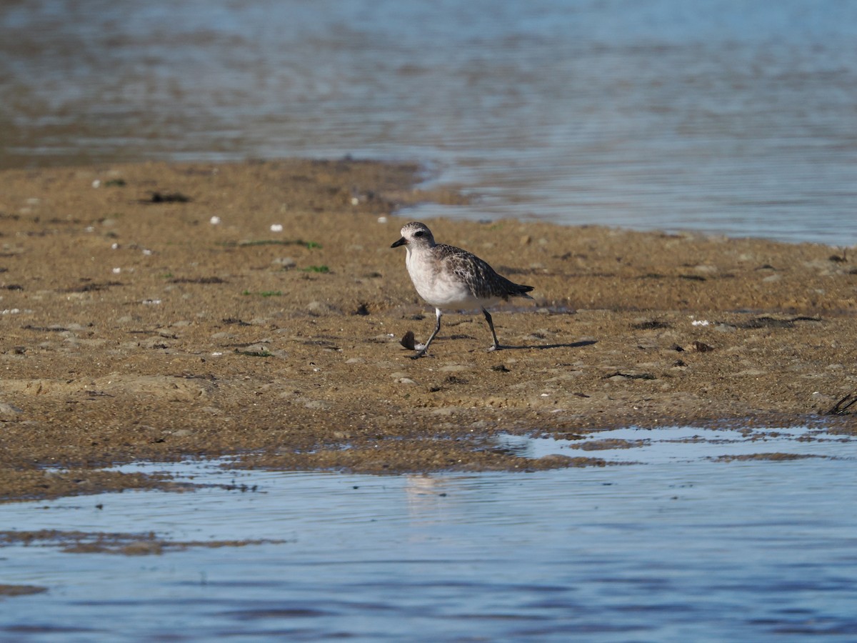 Black-bellied Plover - ML640180381