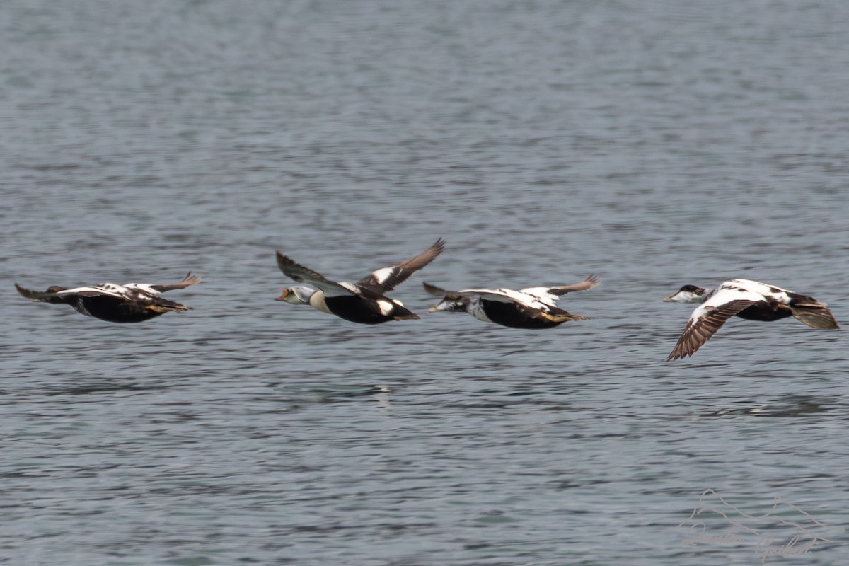 King Eider - ML640180383