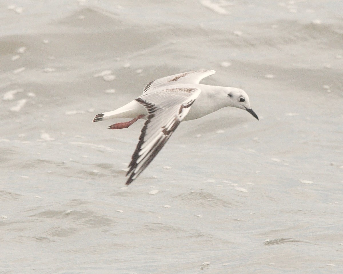 Bonaparte's Gull - ML640180538