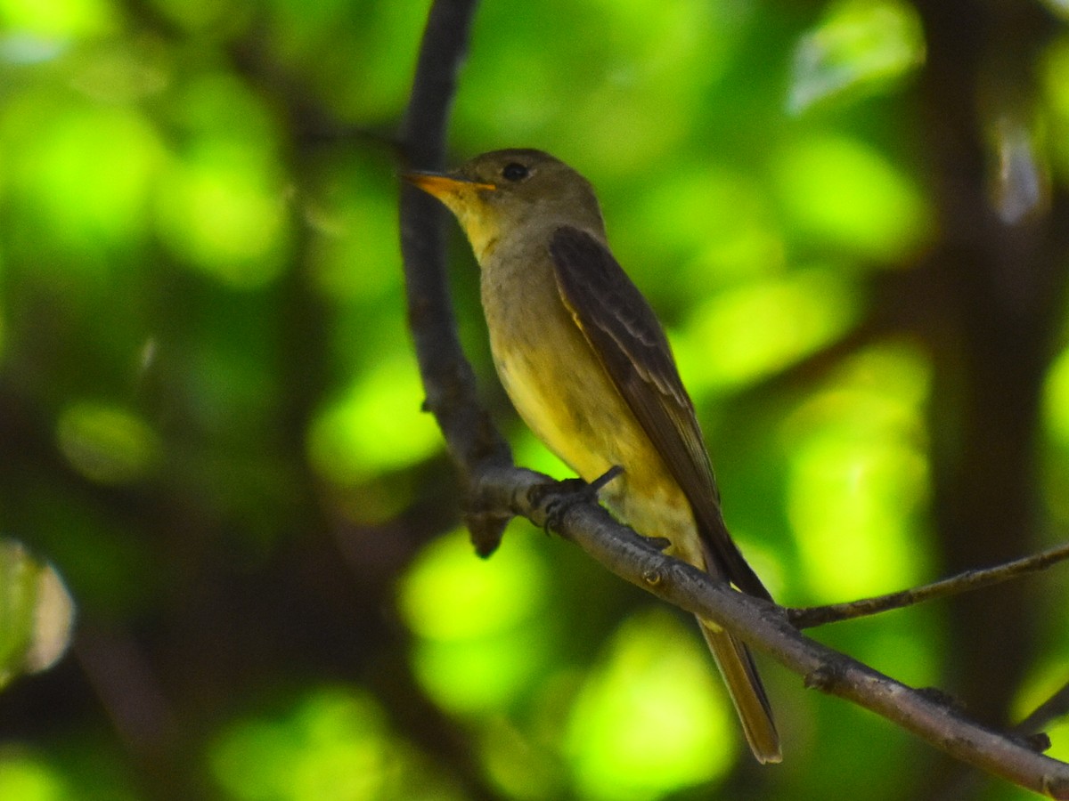 Western Wood-Pewee - ML640180550