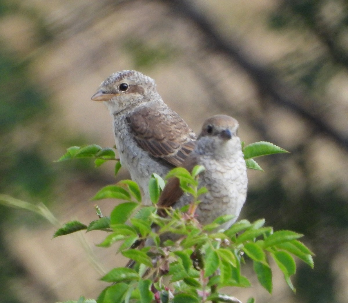 Red-backed Shrike - ML640180612