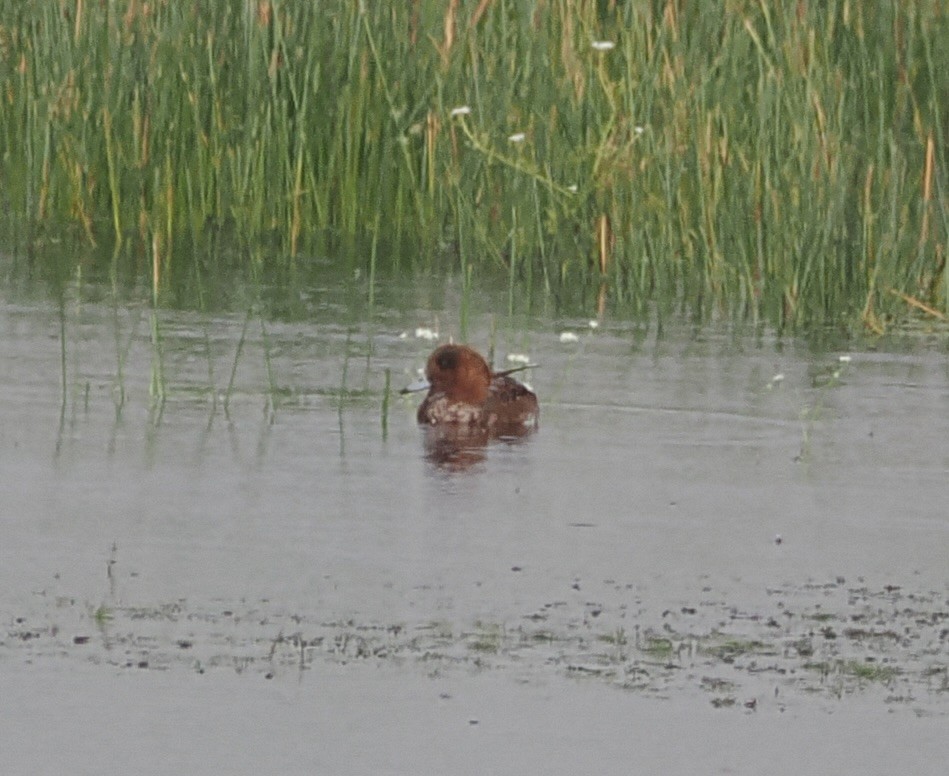 Eurasian Wigeon - ML640180670