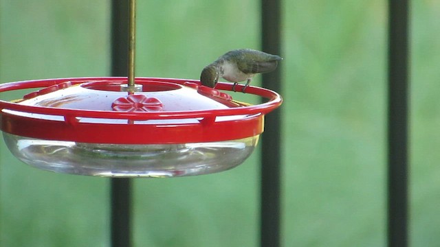 Black-chinned Hummingbird - ML640180686