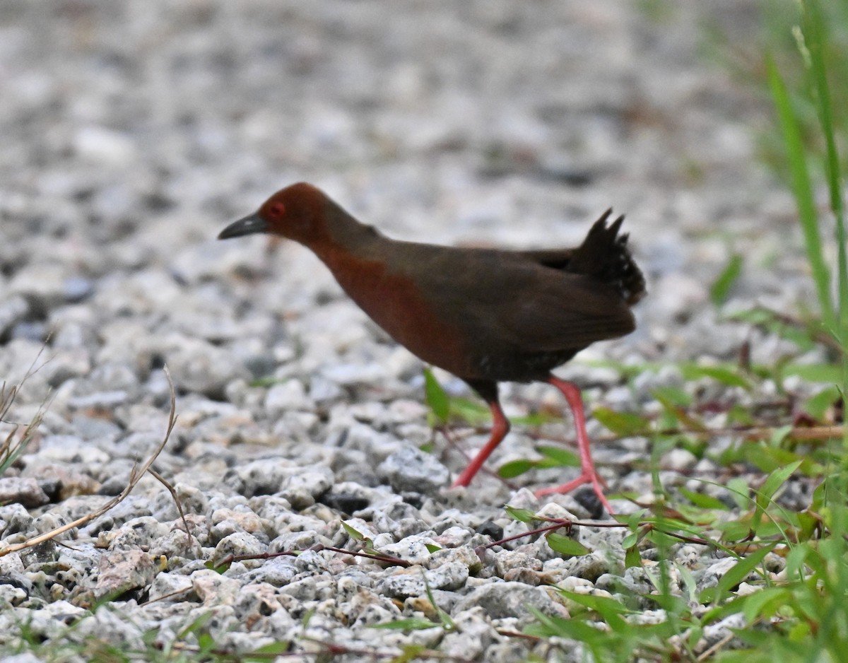 Ruddy-breasted Crake - ML640180693