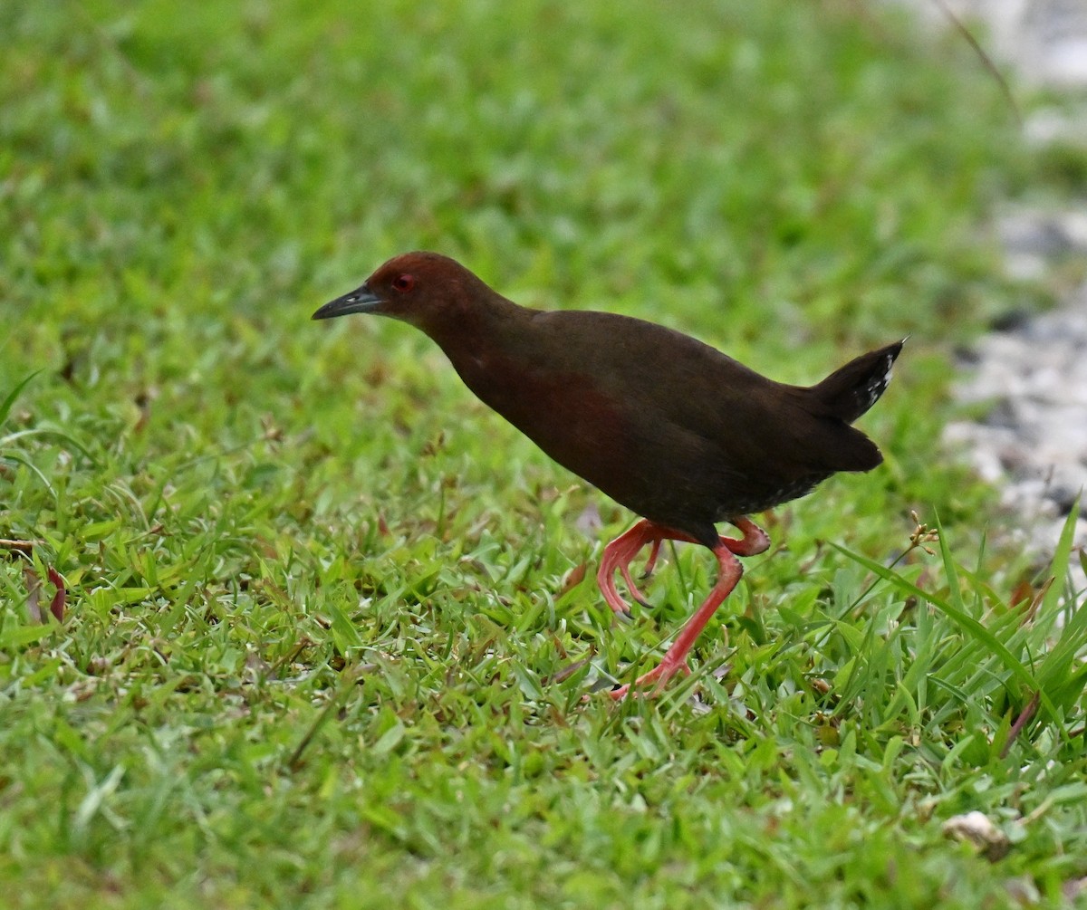 Ruddy-breasted Crake - ML640180694
