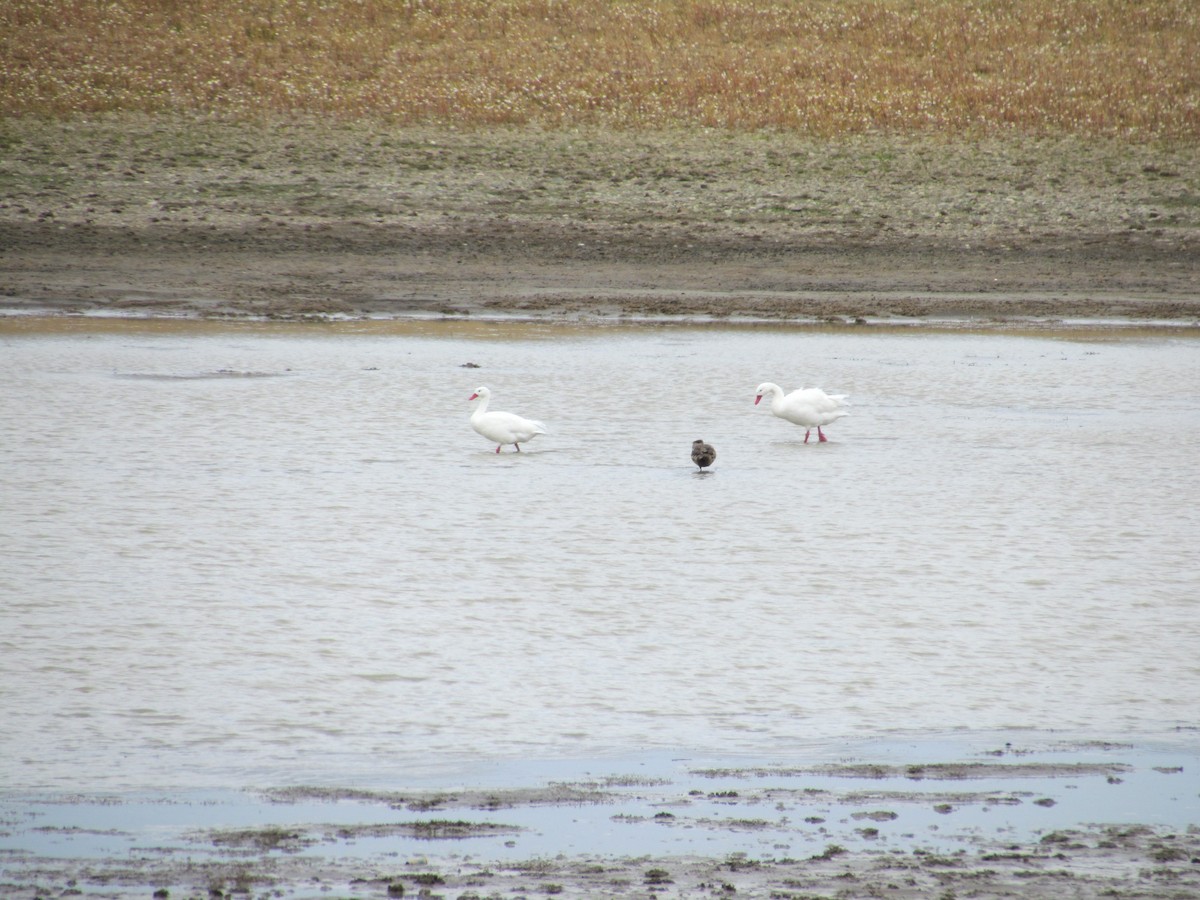 Coscoroba Swan - ML640180720