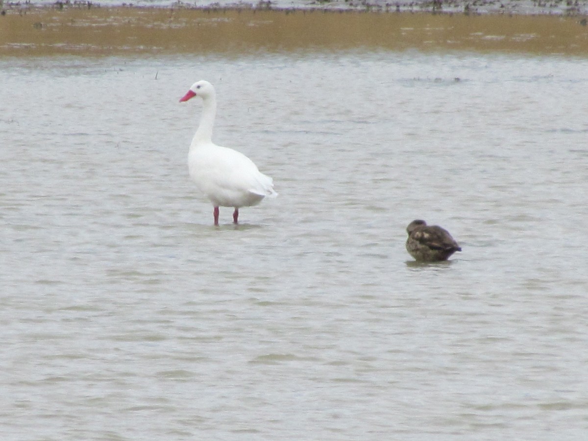 Coscoroba Swan - ML640180749