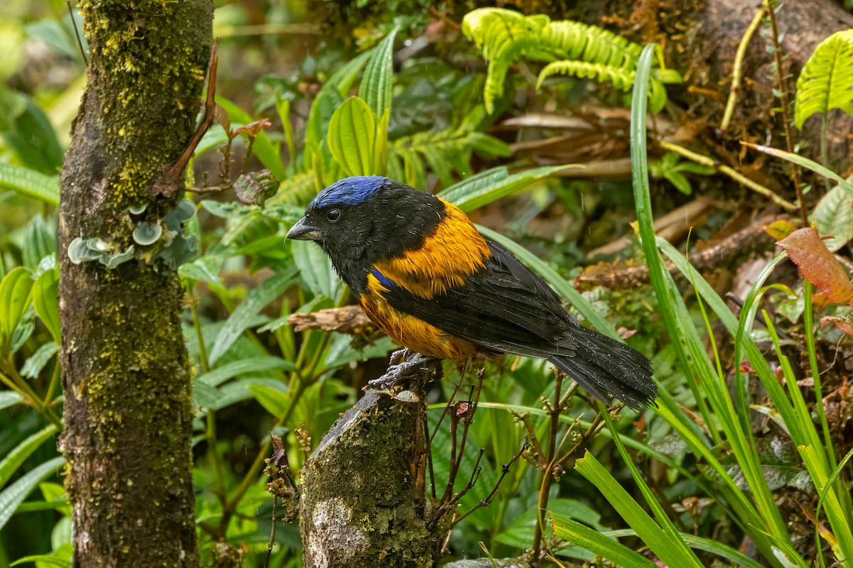 Golden-backed Mountain Tanager - ML640180790