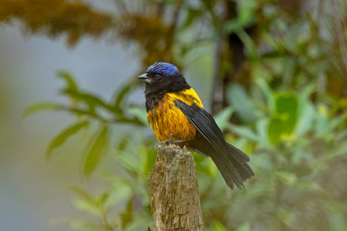 Golden-backed Mountain Tanager - ML640180794