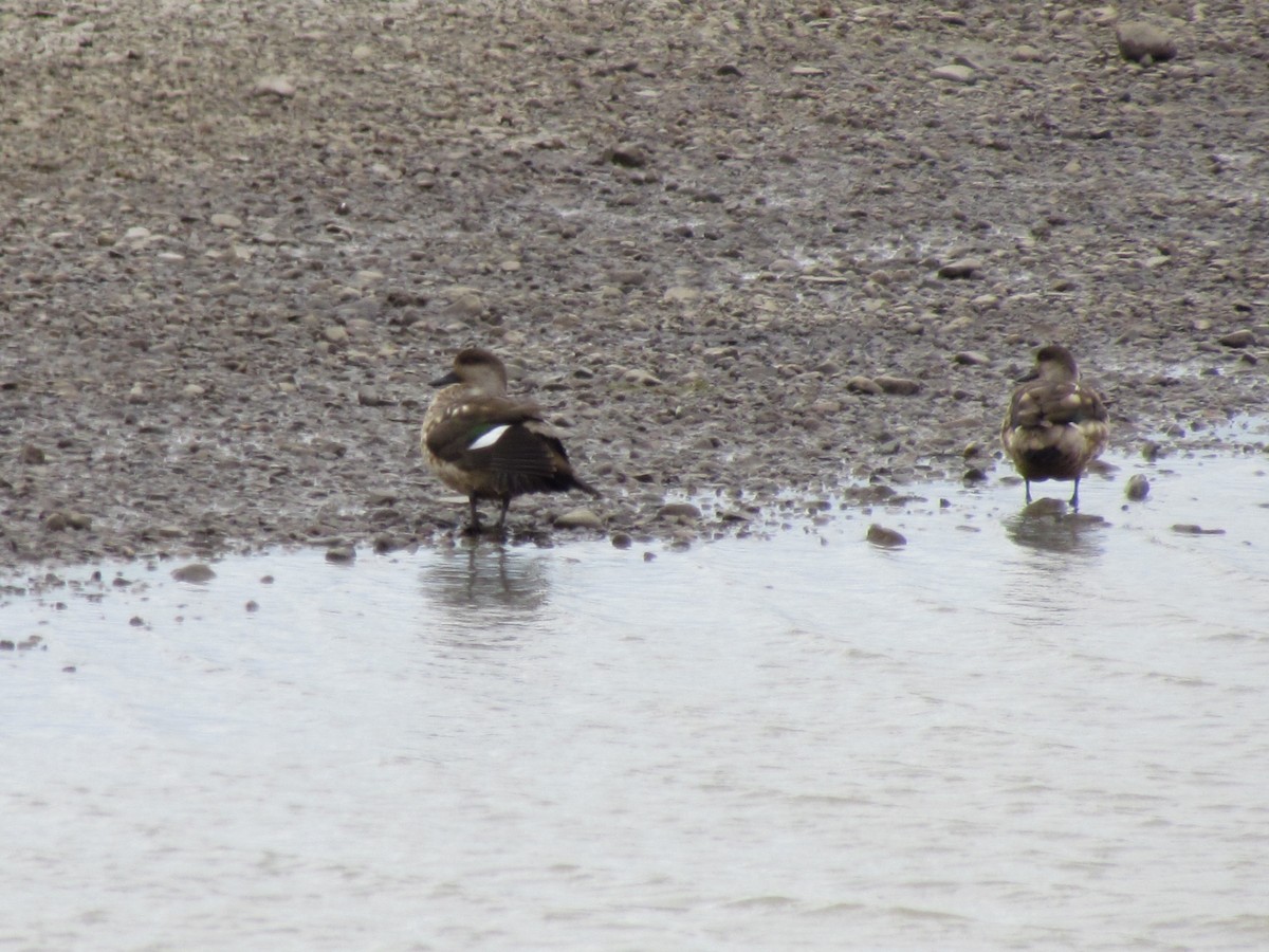 Crested Duck - ML640180825
