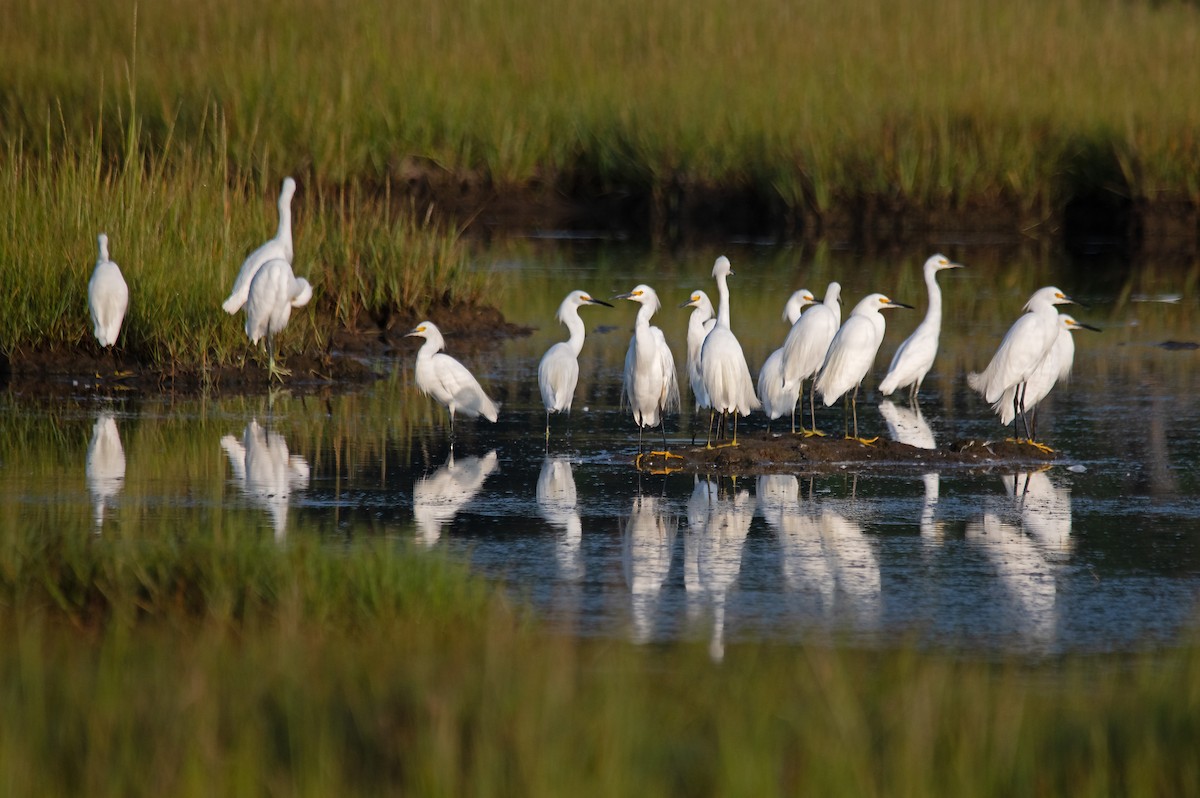 Garceta Nívea - ML640180828