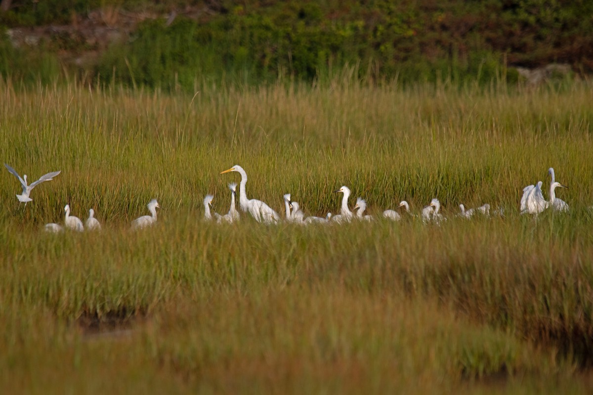 Garceta Nívea - ML640180829