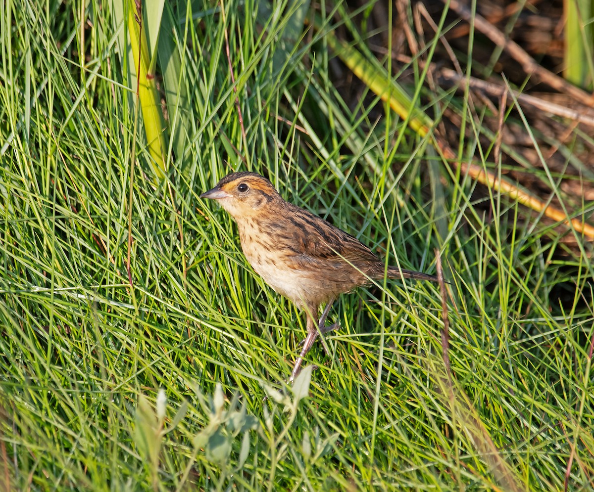 Chingolo Colifino - ML640180833