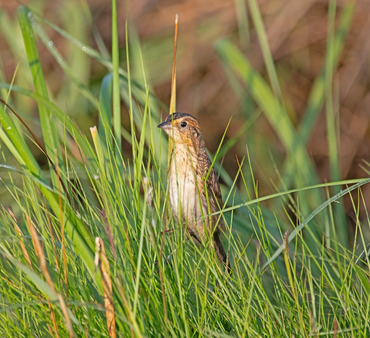 Chingolo Colifino - ML640180834