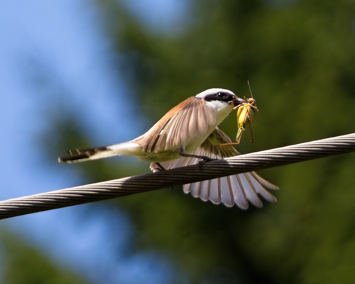 Red-backed Shrike - ML640180922