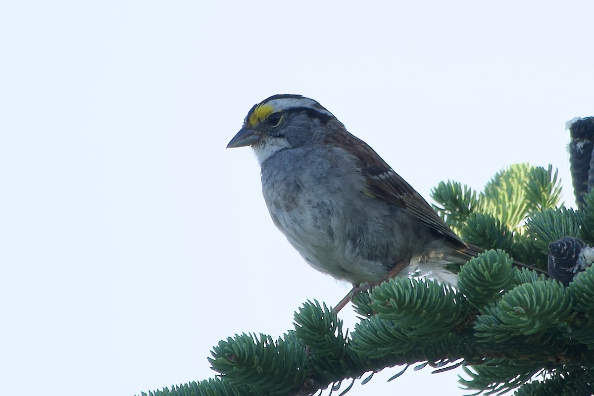 White-throated Sparrow - ML640180975