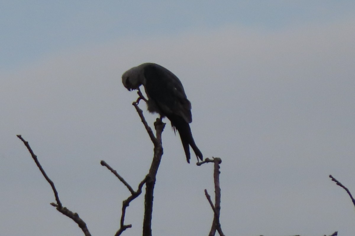 iktinie mississippská - ML640180993