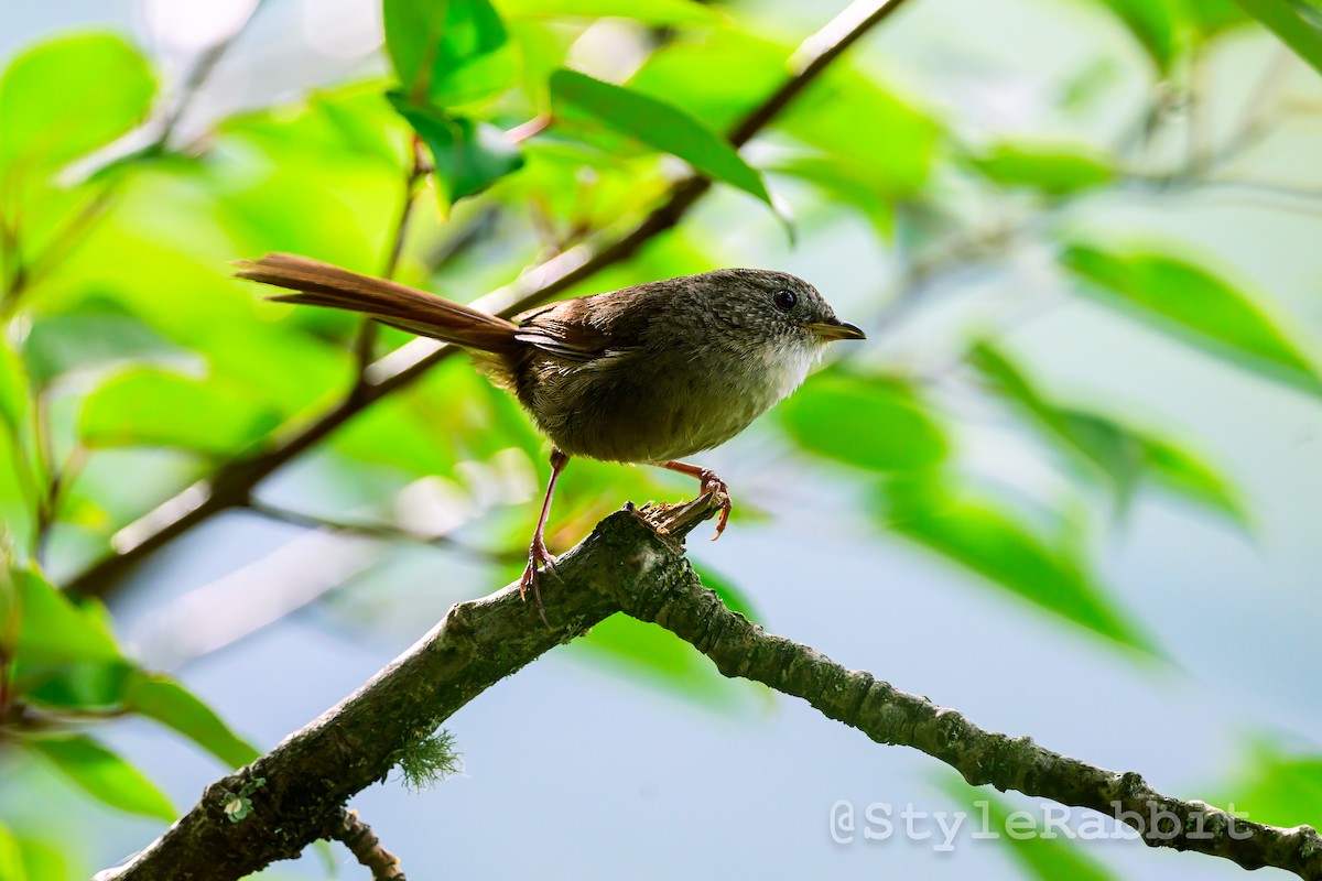 Rufous-tailed Babbler - ML640180994