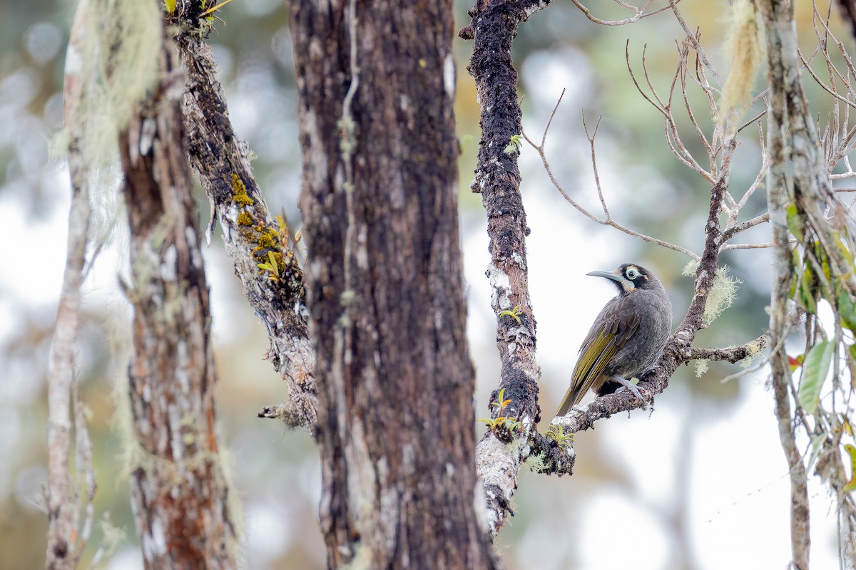 Yellow-browed Melidectes - ML640181042