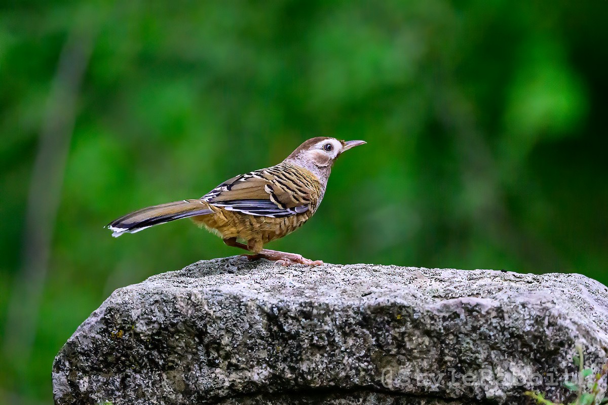 Barred Laughingthrush - ML640181057