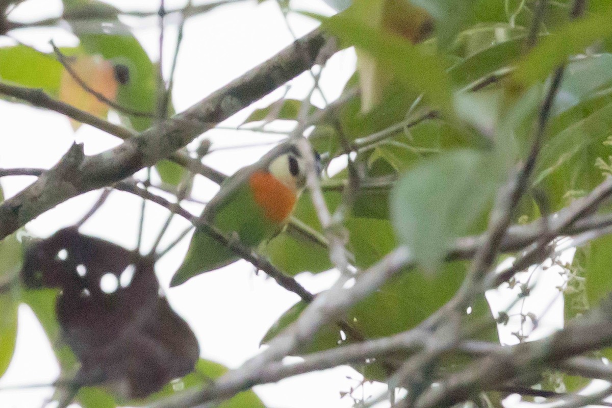 Dusky-cheeked Fig-Parrot - ML640181105
