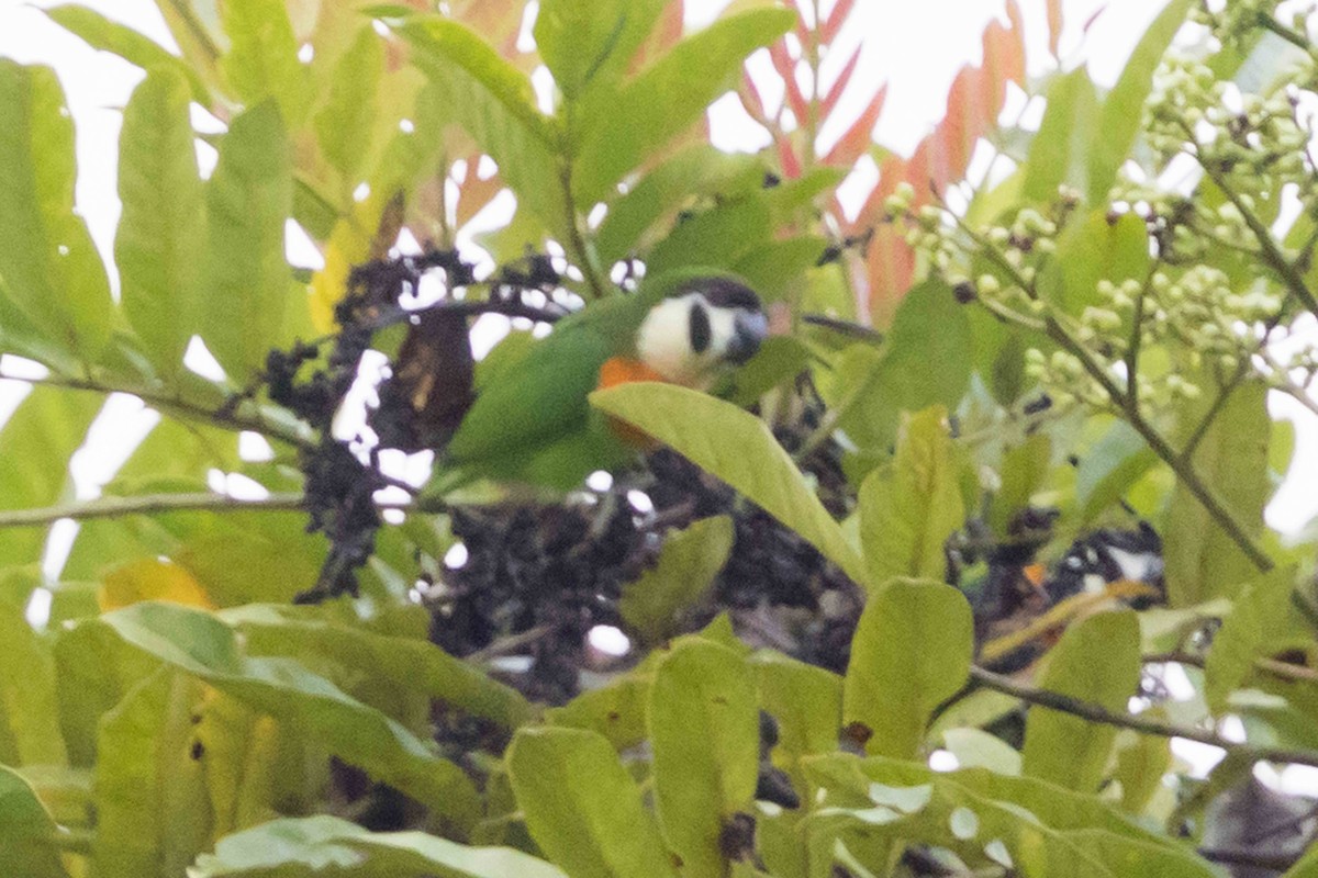 Dusky-cheeked Fig-Parrot - ML640181106