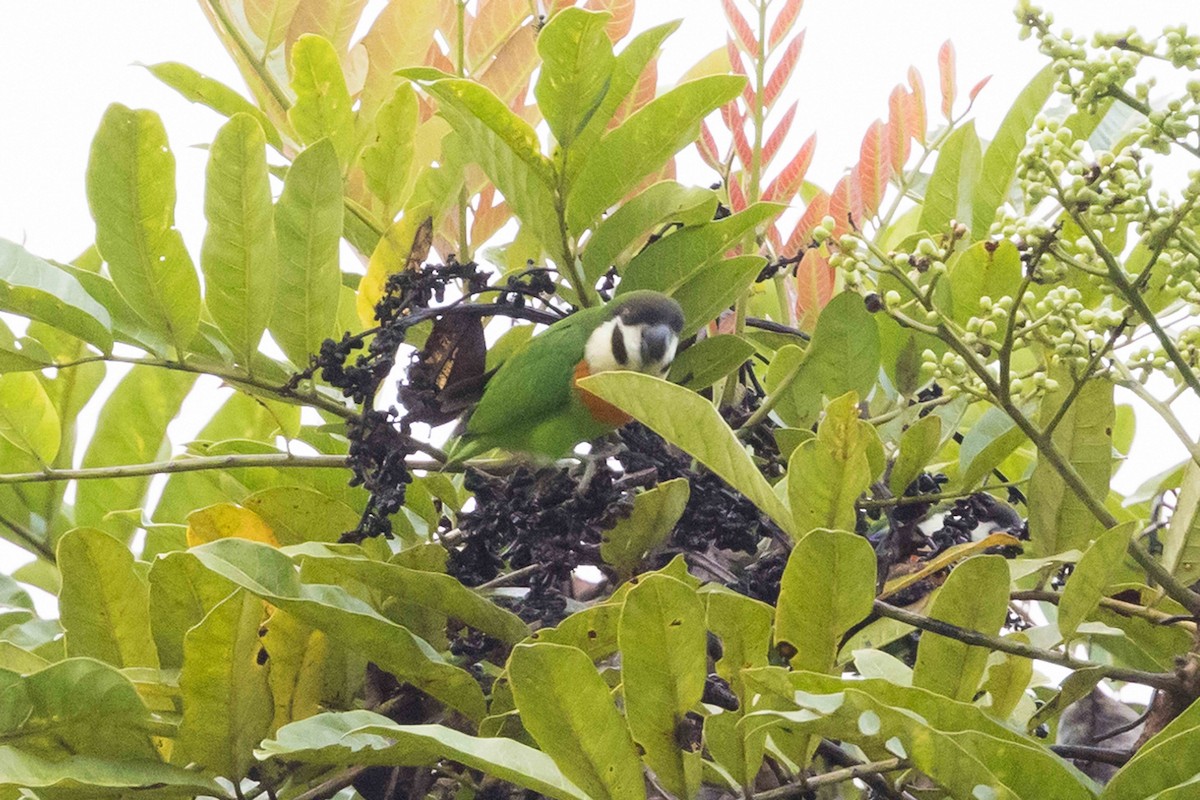 Dusky-cheeked Fig-Parrot - ML640181116