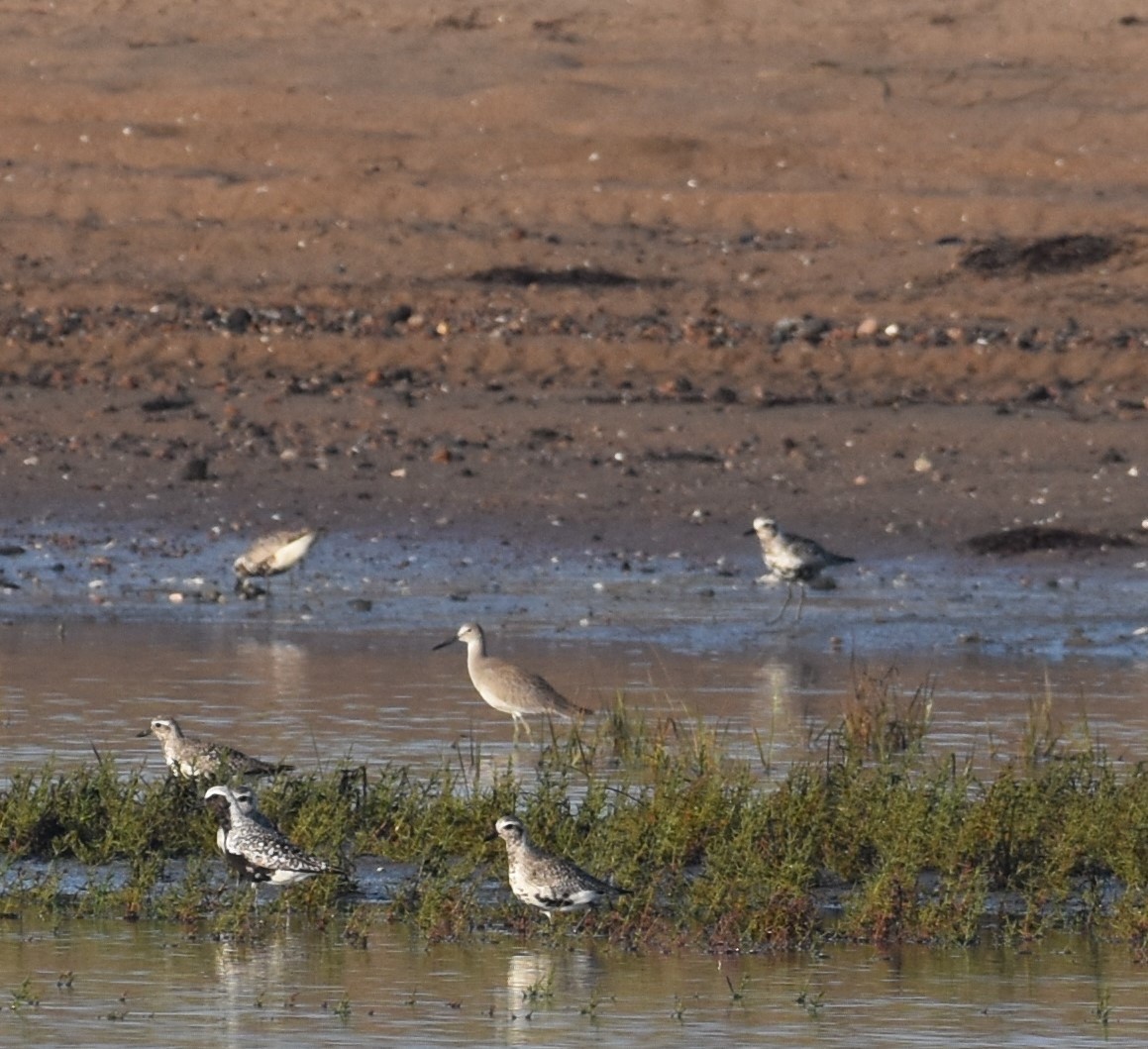 vodouš břehoušovitý - ML640181156