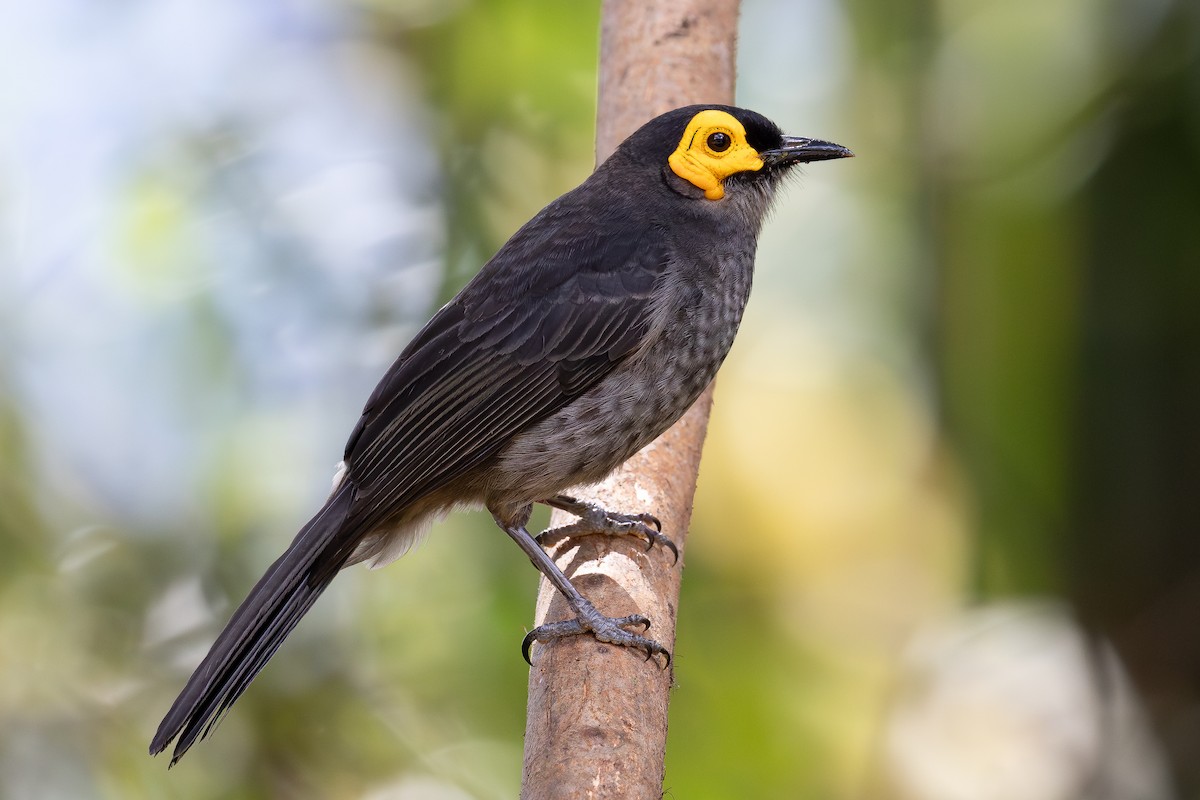 Aschbrust-Honigfresser - ML640181221