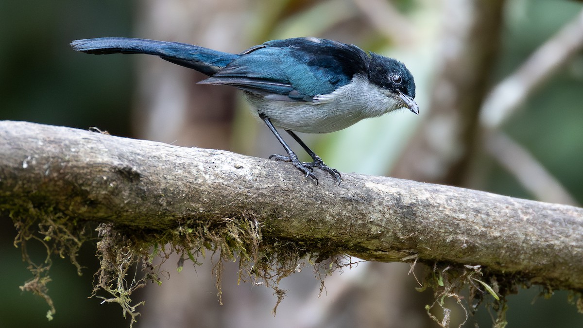 Fan-tailed Berrypecker - ML640181243