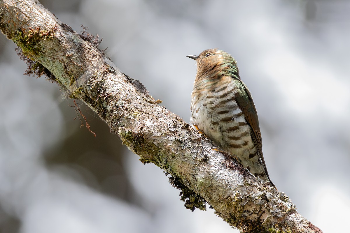 Rufous-throated Bronze-Cuckoo - ML640181270