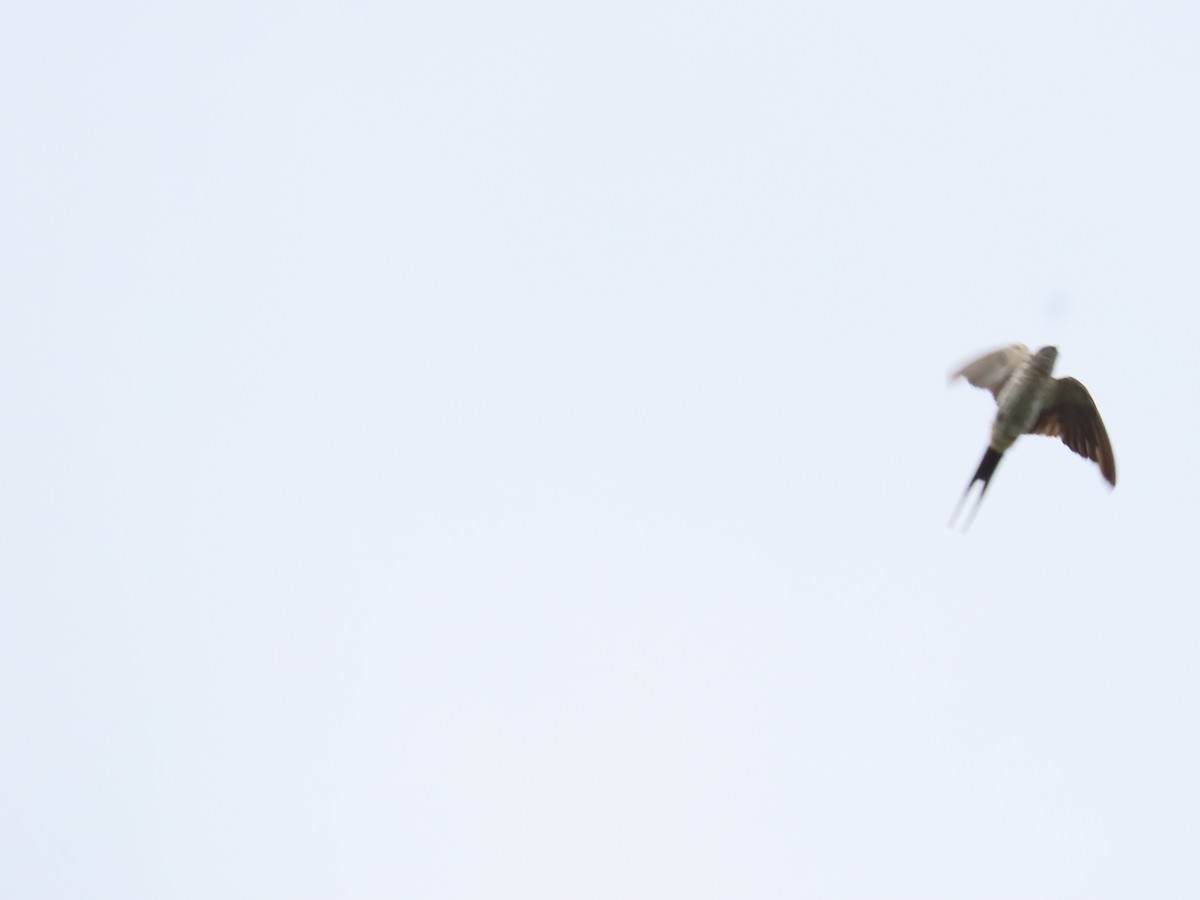 Eastern Red-rumped Swallow (Striated) - ML640181272