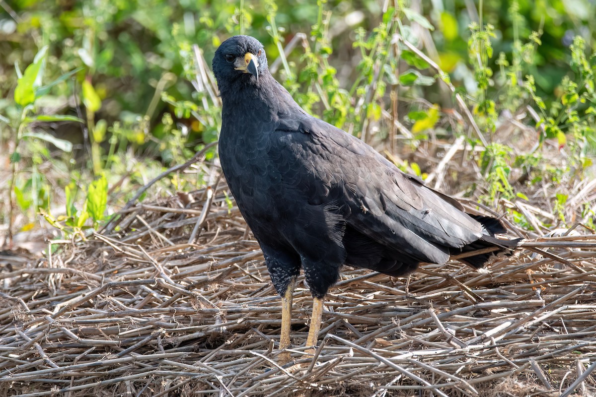 Great Black Hawk - ML640181340