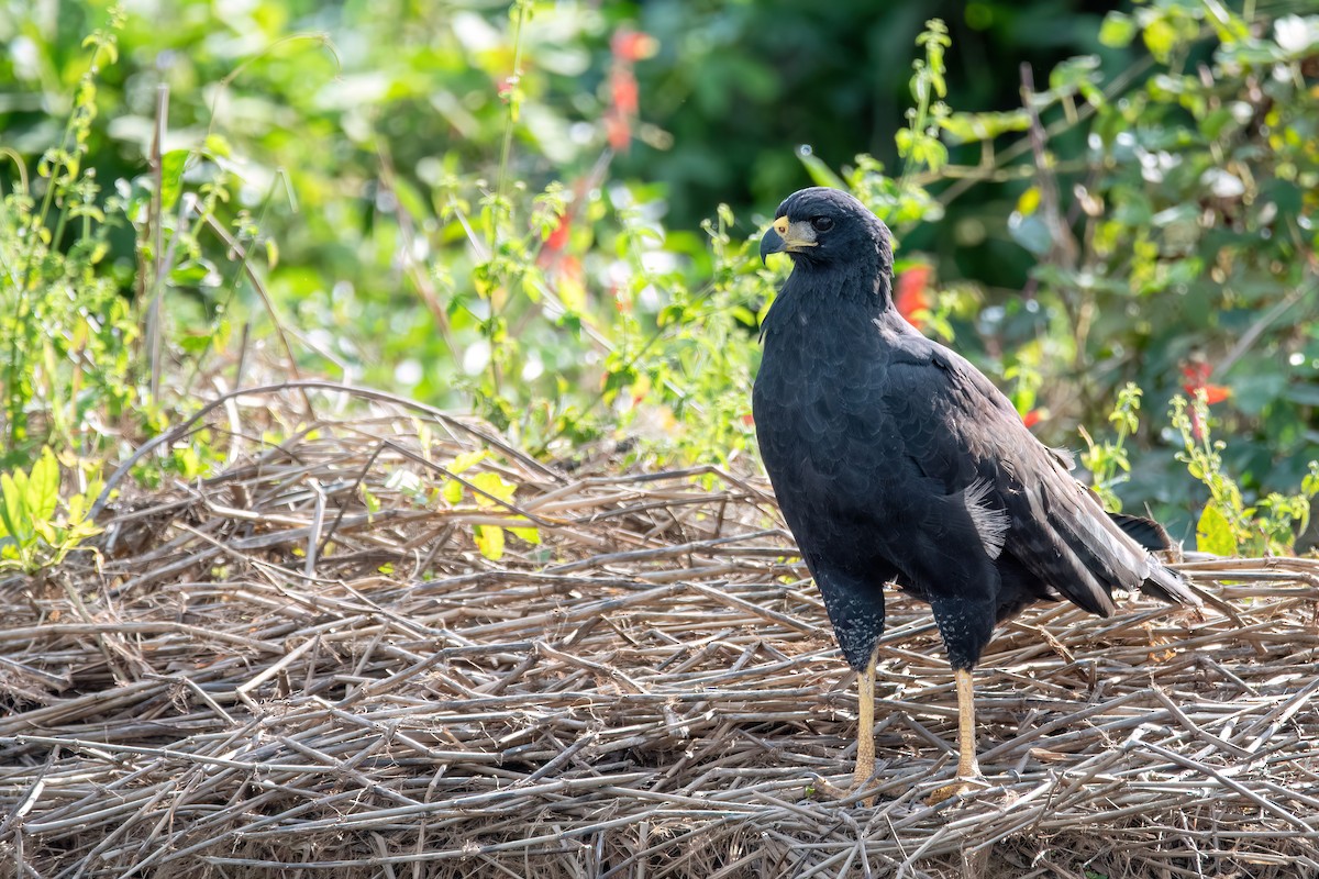 Great Black Hawk - ML640181341