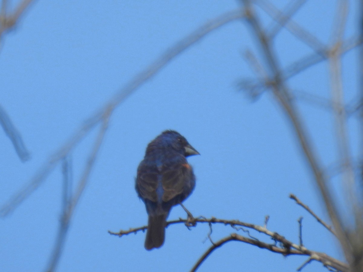 Blue Grosbeak - ML640181384