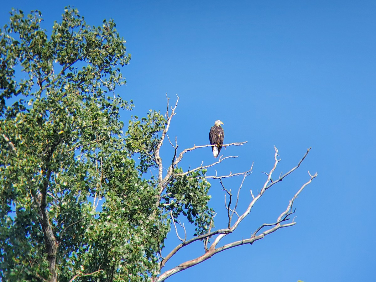 Bald Eagle - ML640181386