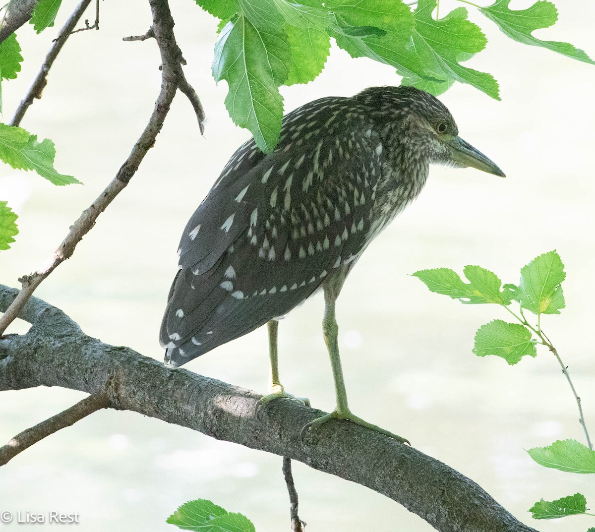 Black-crowned Night Heron - ML640181494