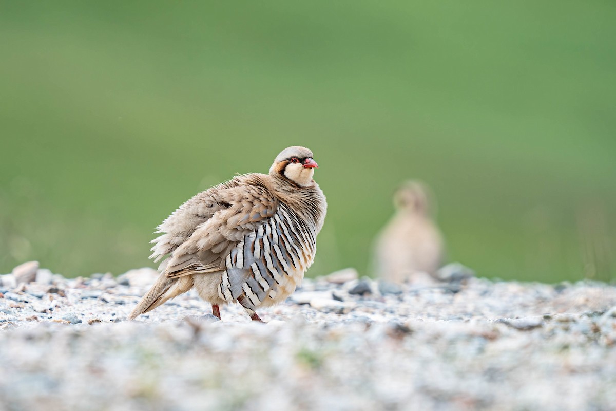 Przevalski's Partridge - ML640181515
