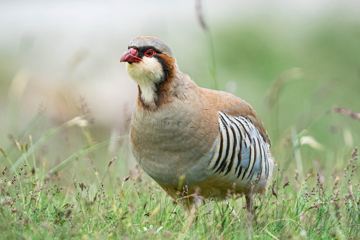 Przevalski's Partridge - ML640181546
