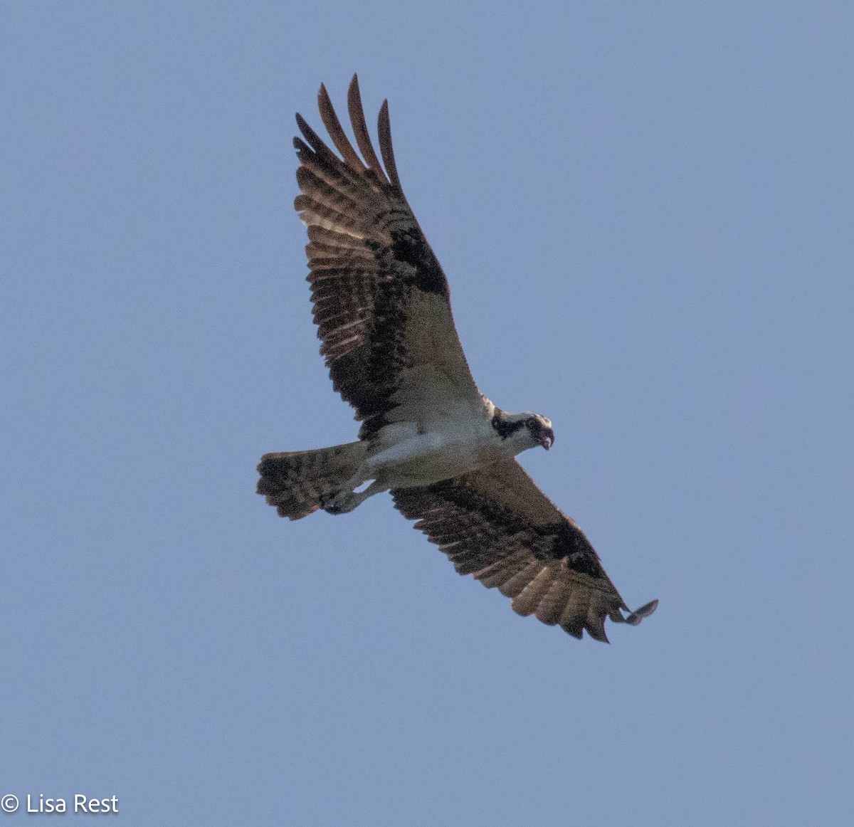 Osprey - ML640181548