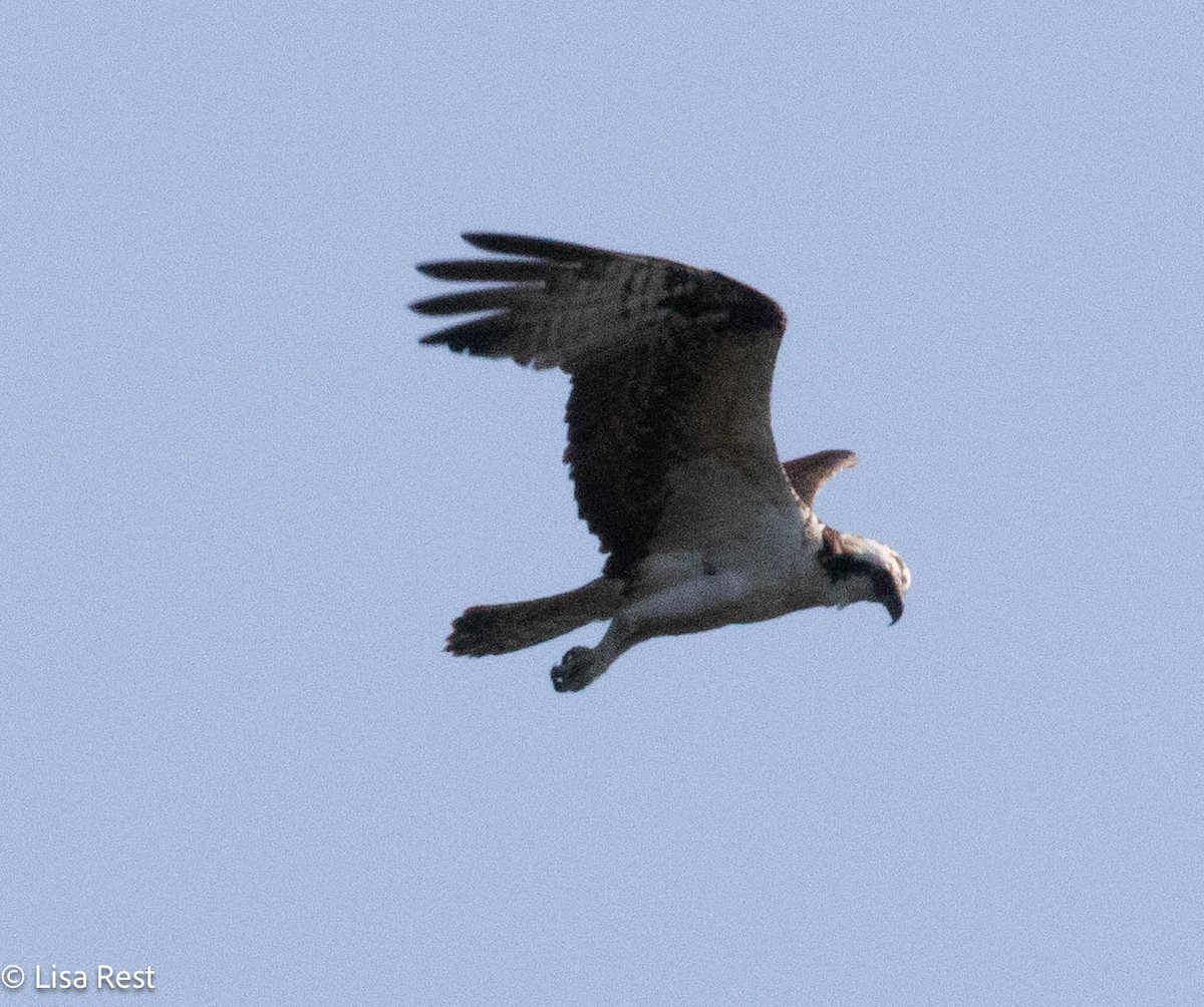 Osprey - ML640181549