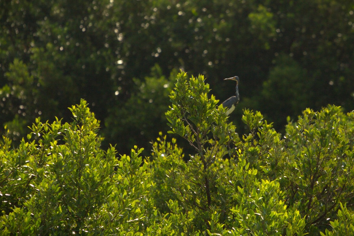Tricolored Heron - ML640181550