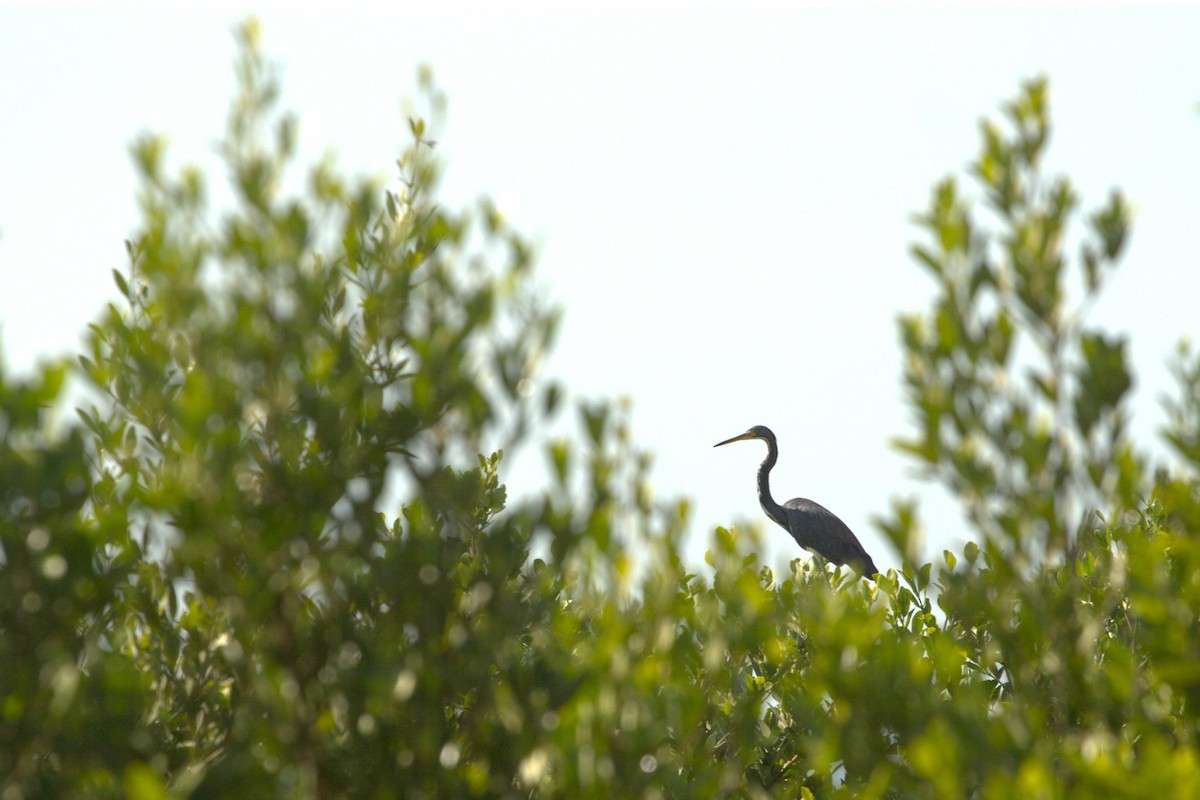 Tricolored Heron - ML640181551