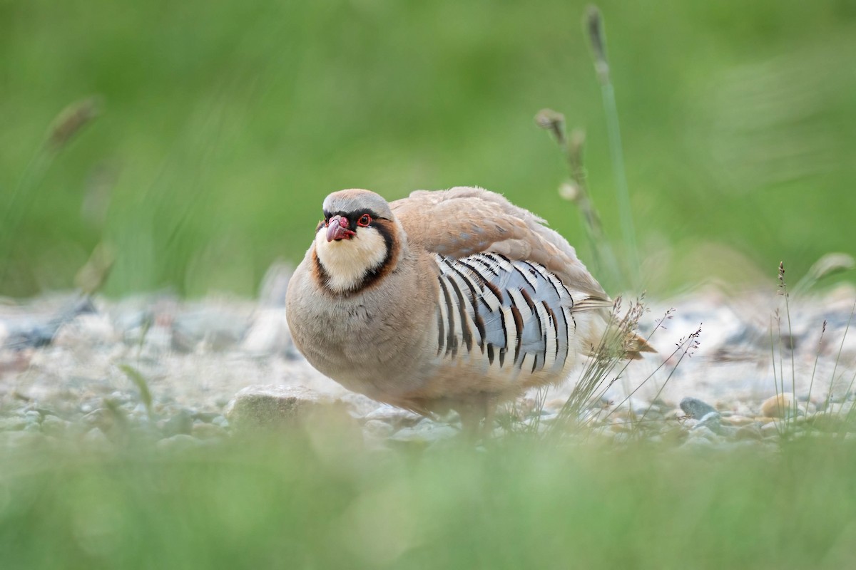 Przevalski's Partridge - ML640181553