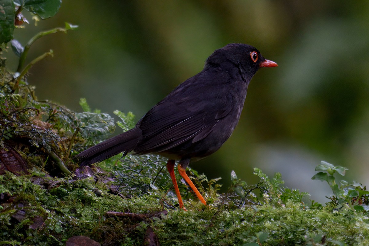 Slaty-backed Nightingale-Thrush - ML640181555
