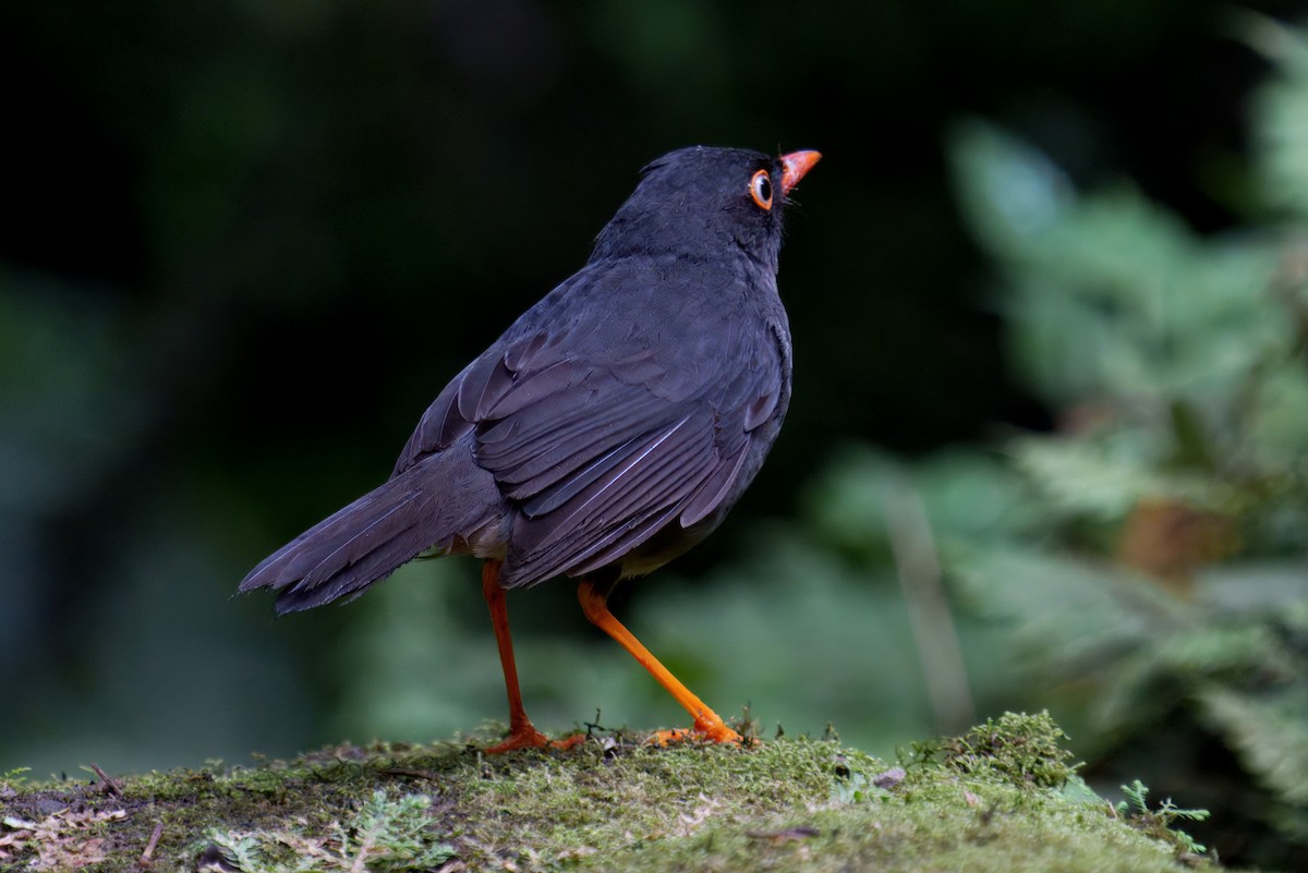 Slaty-backed Nightingale-Thrush - ML640181556
