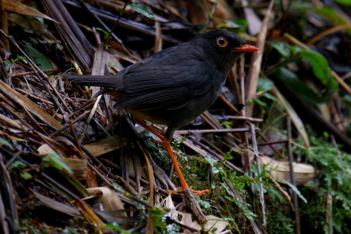 Slaty-backed Nightingale-Thrush - ML640181559
