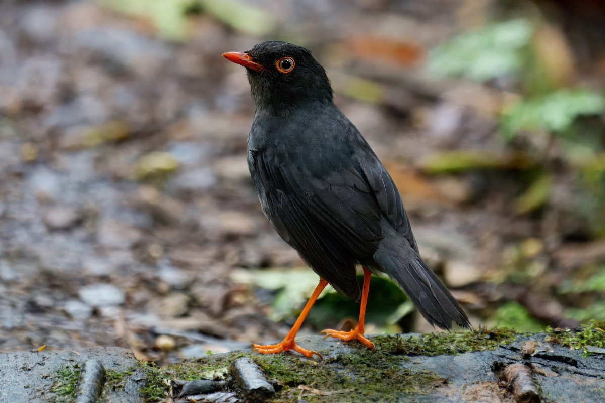Slaty-backed Nightingale-Thrush - ML640181560
