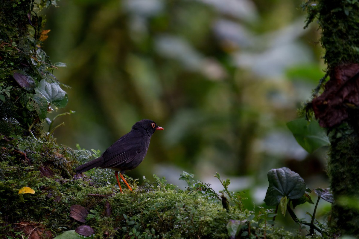Slaty-backed Nightingale-Thrush - ML640181561