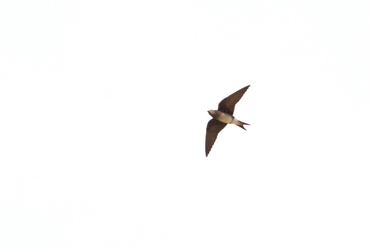 Cuban Martin - ML640181565